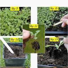 Aero Seeds 150g 30 Varieties 1860 Vegetable Seeds, Aero-Veg-30 - Image 3