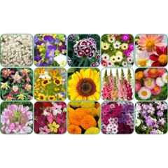 Aero Seeds 150g 15 Varieties Flower Seeds, Aero-Flo-15