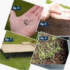 Aero Seeds 50 Pcs Mix Colour Ice Flower & 50 Pcs Coreopsis Flower Seeds Combo - Image 4