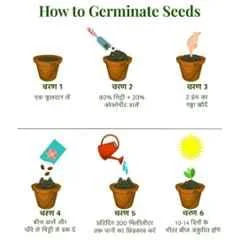 Aero Seeds 150g 30 Varieties 1860 Vegetable Seeds, Aero-Veg-30 - Image 6