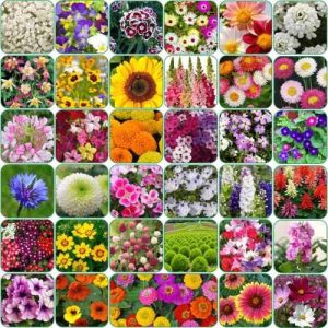 Aero Seeds 150g 35 Varieties Flower Seeds, Aero-Flo-35