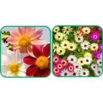 Aero Seeds 50 Pcs Mix Colour Ice Flower & 50 Pcs Coreopsis Flower Seeds Combo
