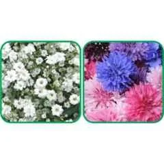 Aero Seeds 50 Pcs Mix Color Cornflower & 50 Pcs White Gypsophila Elegans Flower Seeds Combo